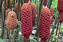Kona Reef Resort Second-Floor Unit