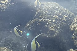 Keauhou Kona Surf & Racquet Club #9-305