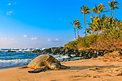 Hawaiian Monarch Studio 808