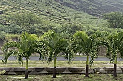 Kolekole Valley Retreat