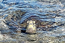 Kohala Coast Oceanview Condo 2BR