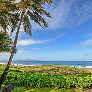 Maui Banyan H-110
