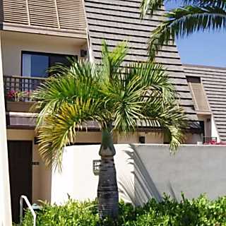 Maui Kamaole Resort Garden View Condo