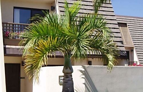 Maui Kamaole Resort Garden View Condo