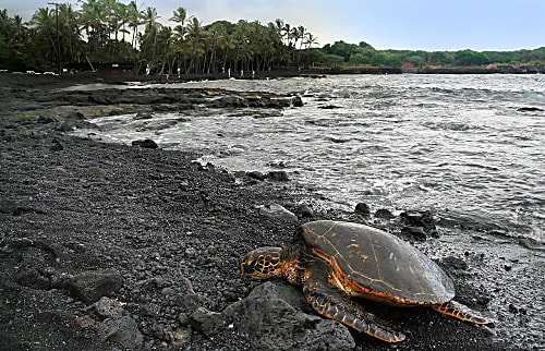 5 Star Black Sand Beach Condo