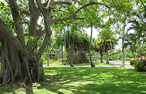 Swaying Palms 