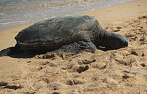 Kauai Kailani Vacation Rental