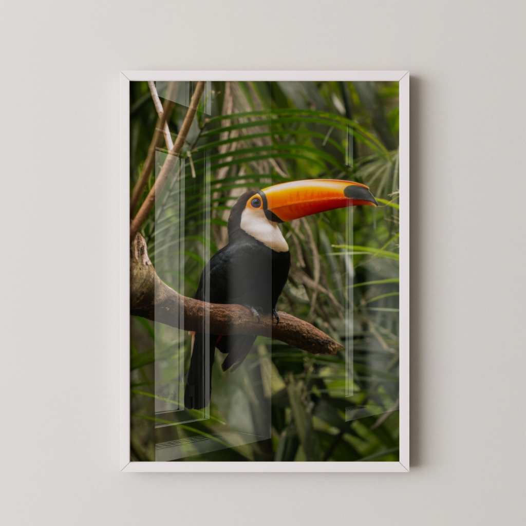 Quadro Tucano 30 x 42 cm com moldura branca