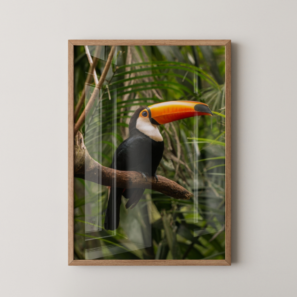 Quadro Tucano 30 x 42 cm com moldura carvalho