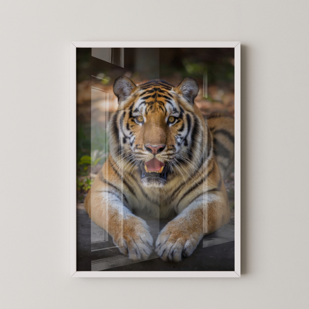 Quadro Tigre 30 x 42 cm com moldura branca