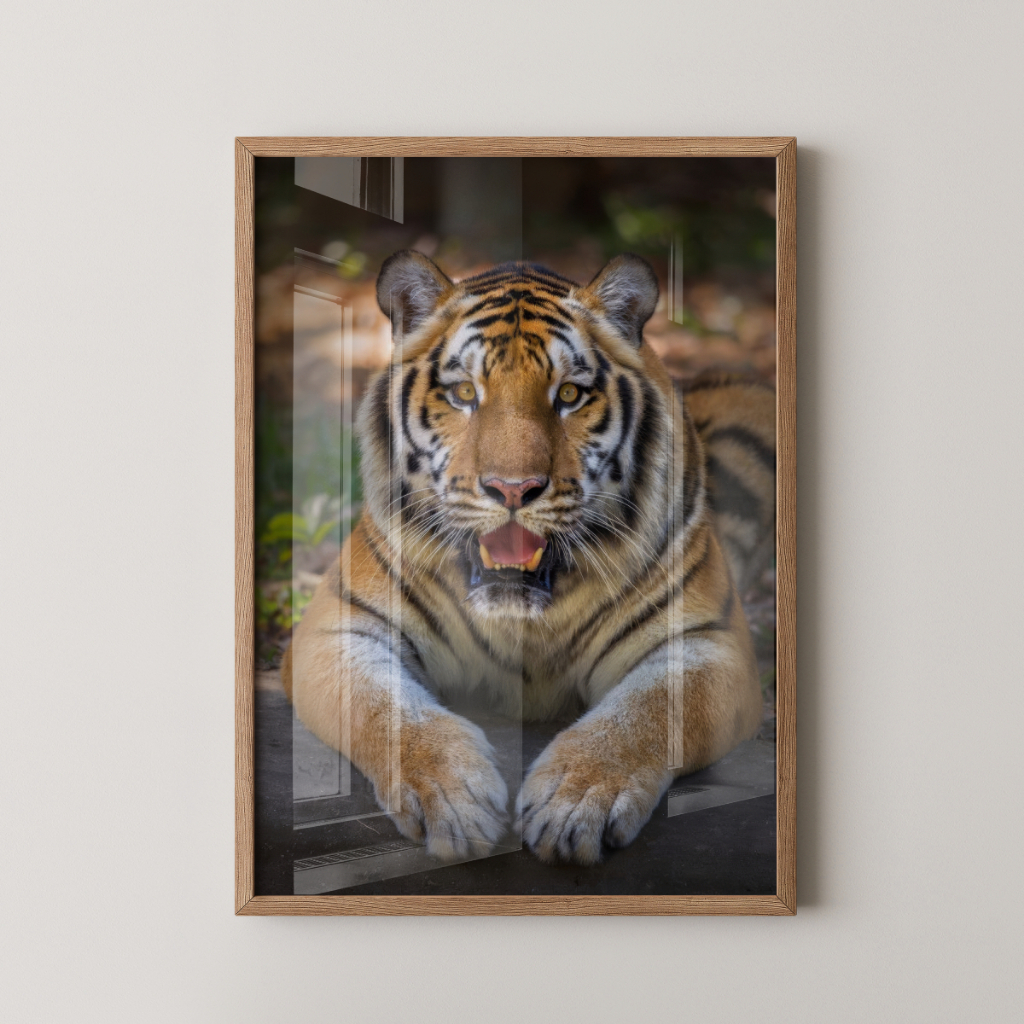Quadro Tigre 30 x 42 cm com moldura carvalho