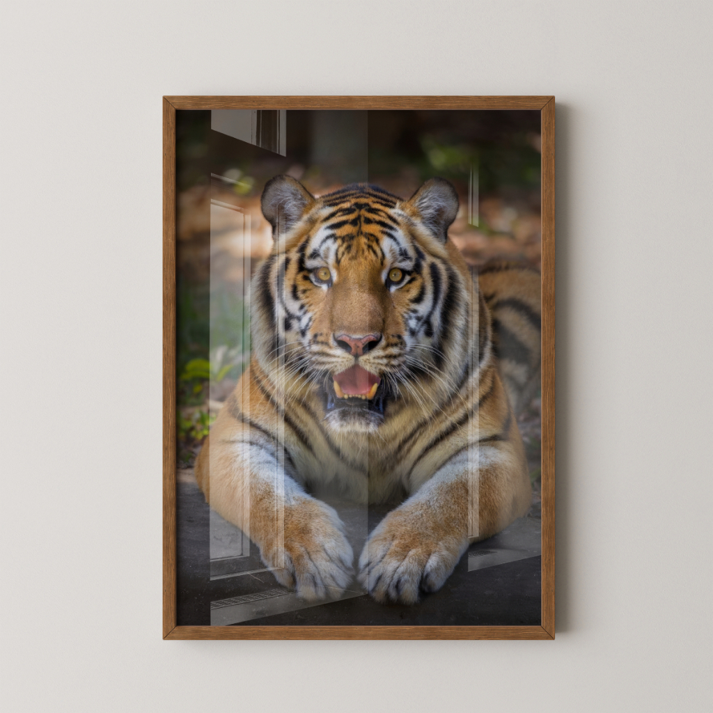 Quadro Tigre 30 x 42 cm com moldura marrom