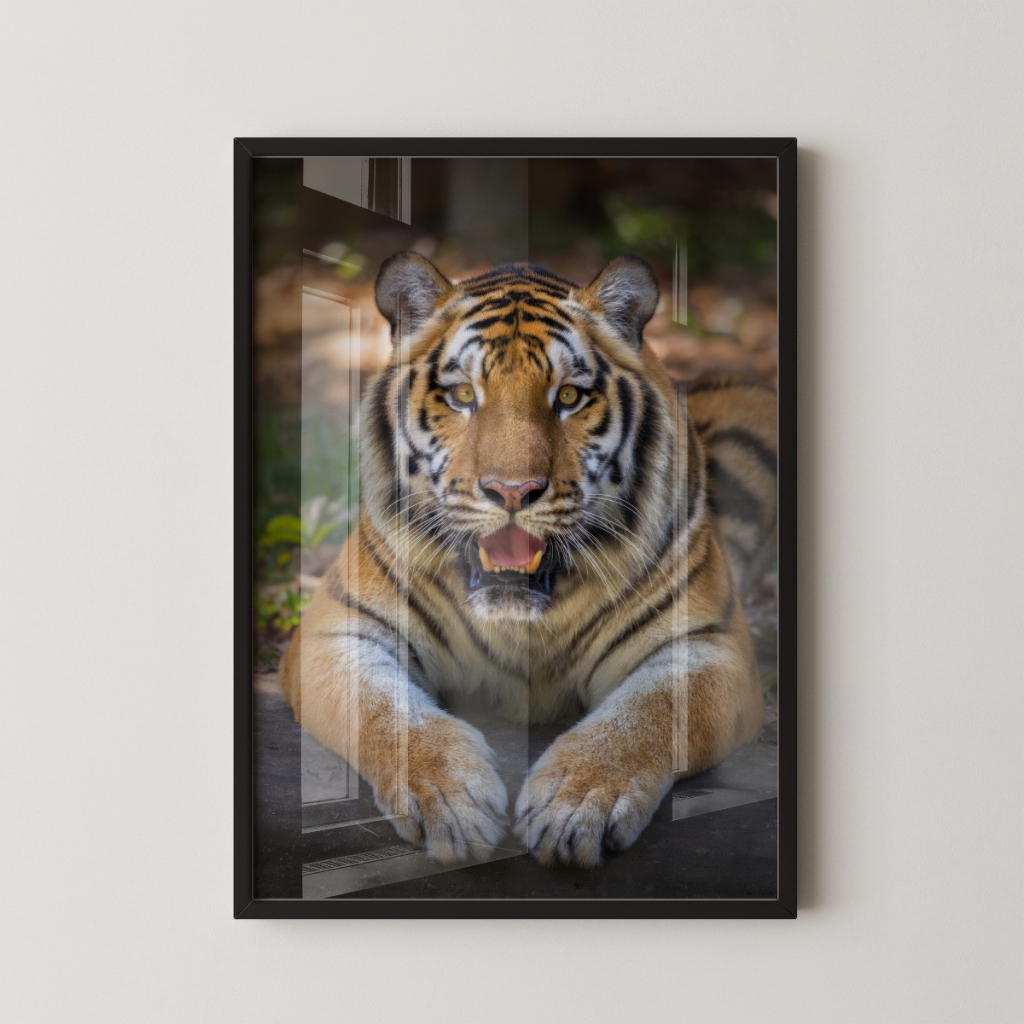 Quadro Tigre 30 x 42 cm com moldura preta