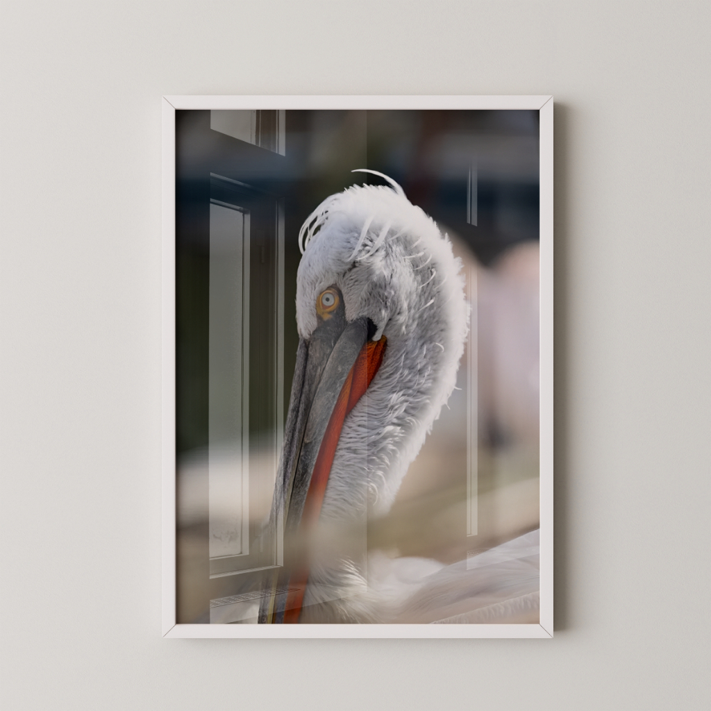 Quadro Pelicano 30 x 42 cm com moldura branca