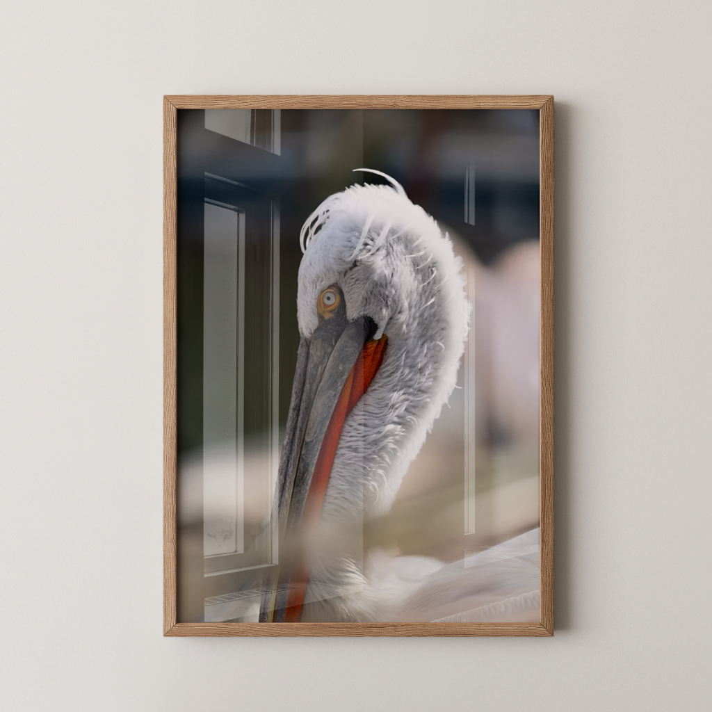 Quadro Pelicano 30 x 42 cm com moldura carvalho