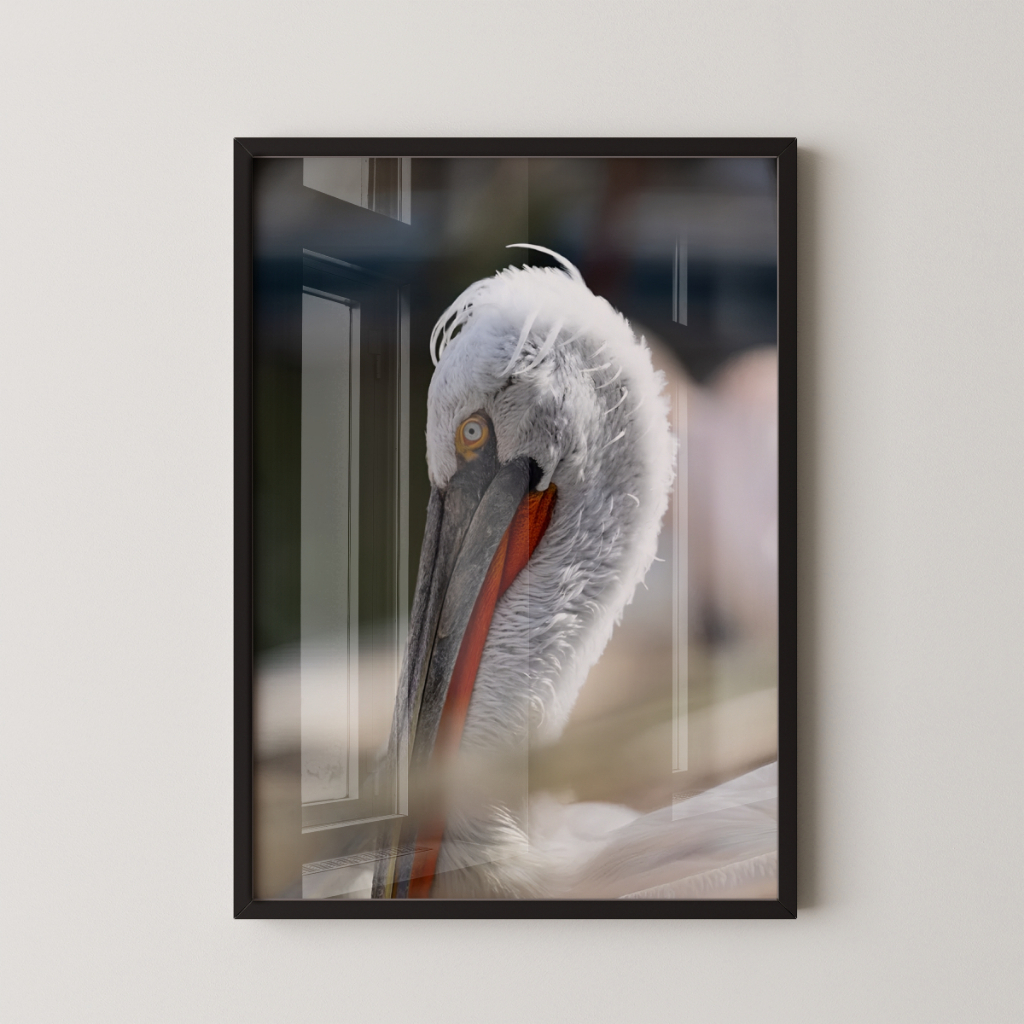 Quadro Pelicano 30 x 42 cm com moldura preta
