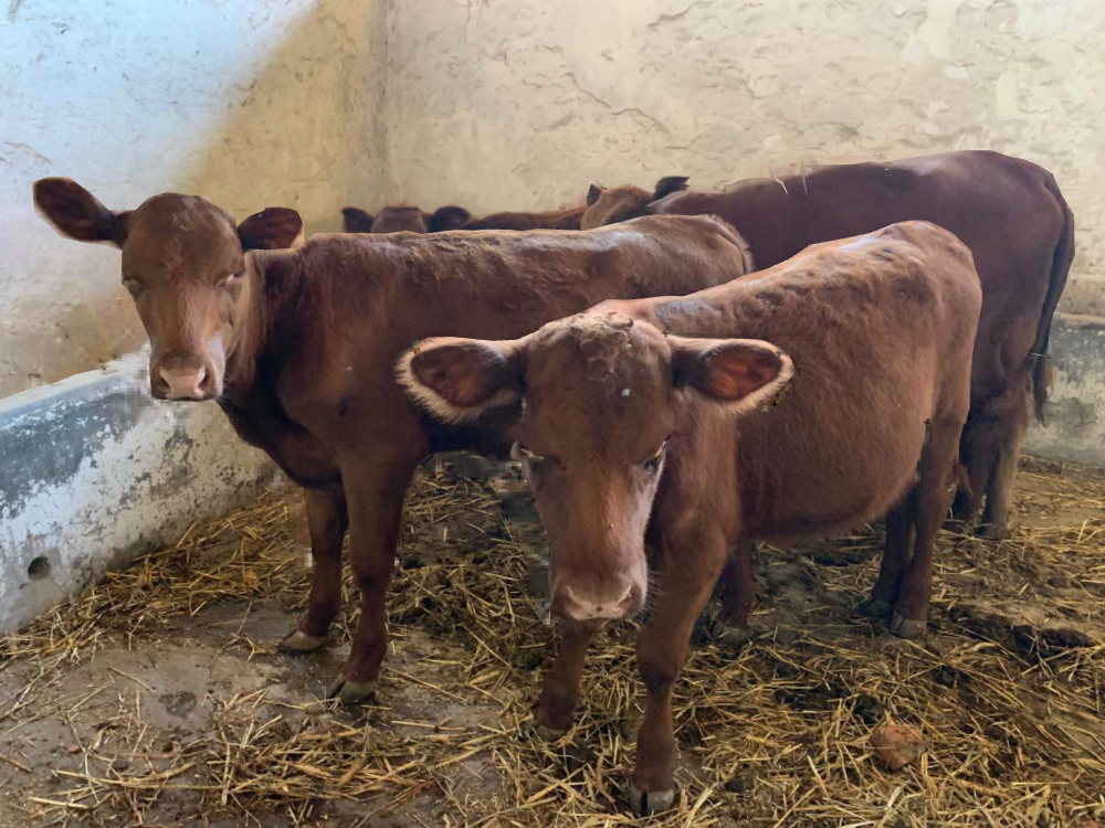 Passover 2024 Red Heifer Fulvia Beitris