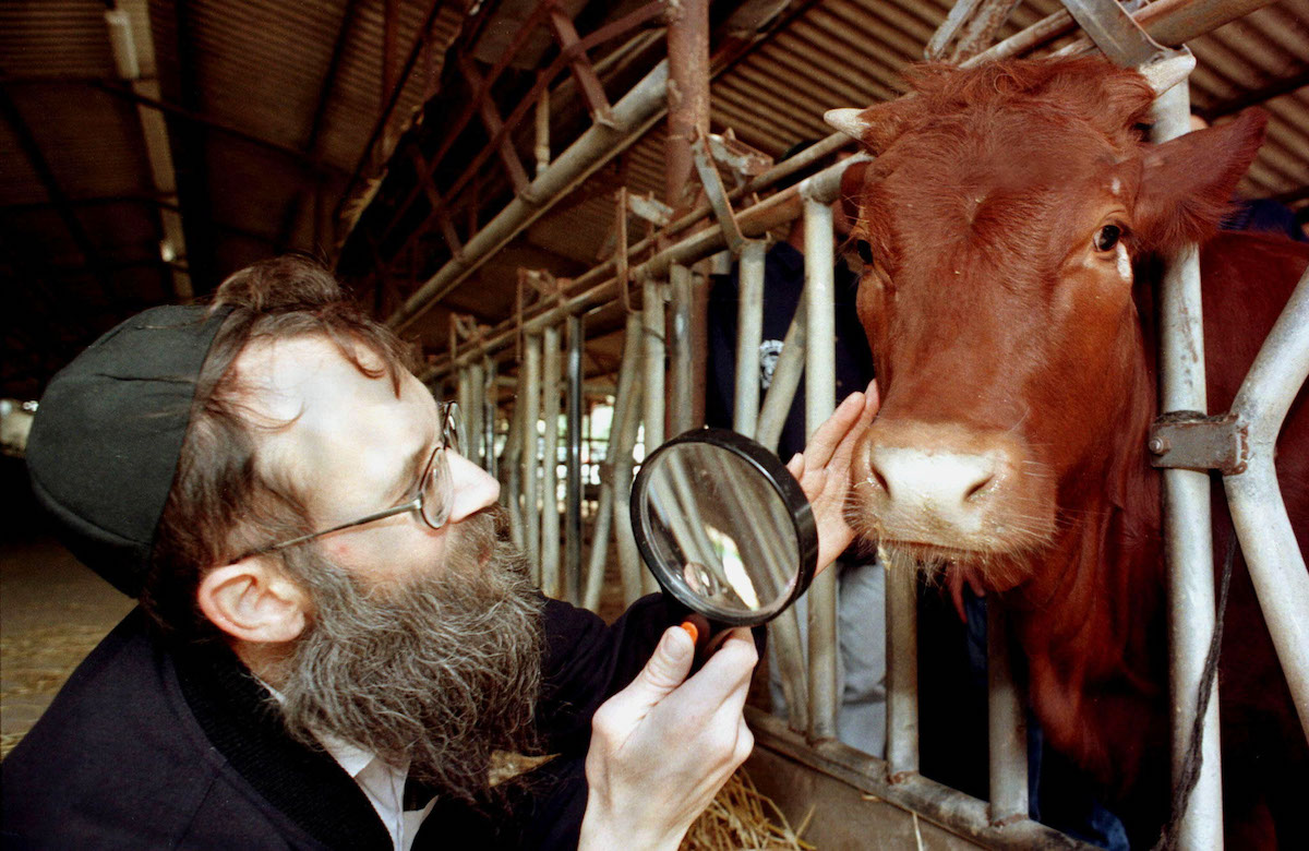 Red heifer sacrifice could take place in one year in Jerusalem All