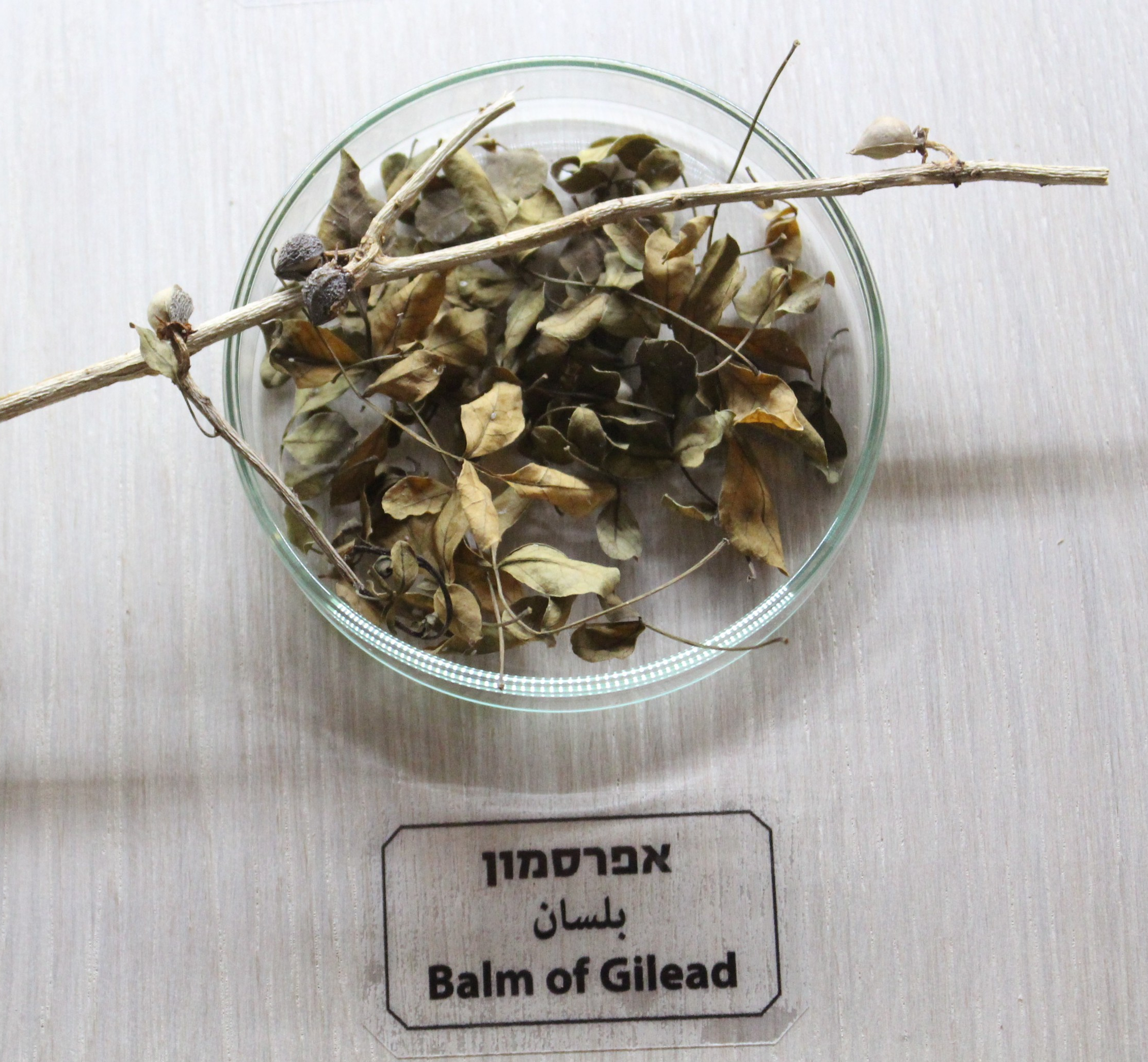 Commiphora gileadensis, identified by some as the ancient Balm of Gilead, in the Botanical gardens of Kibutz Ein-Gedi, February 2, 2022. (Photo: Wikimedia Commons by Aaadir)