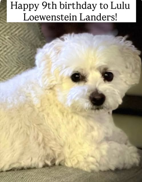 Our 4th baby (one of Samantha’s clones) went to another close family to me. They had a little girl who wanted a dog so it was perfect tim…