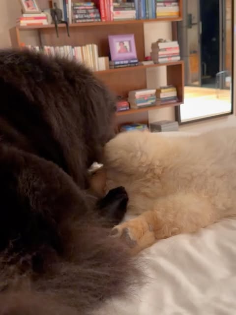 I finally have the biracial family I’ve always dreamed of. Puppies really improve the mood of all things.