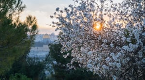 almond tree