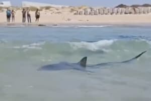 A shark off the coast of Hadera (Photo: Screenshot)
