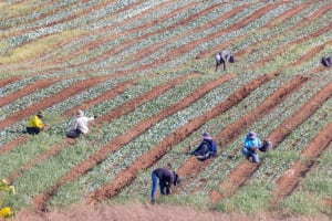 Foreign workers seen working in a field near Israel's Ben Gurion International Airport, August 14, 2025. (Photo: Yossi Aloni/Flash90)