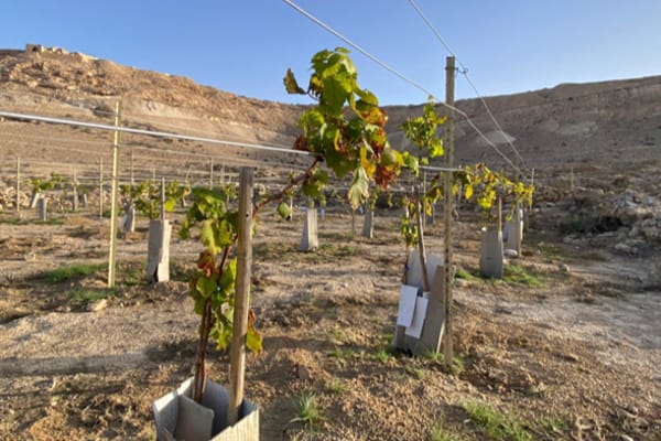 Ancient wine flows again as 1,000-year-old grape seeds revive in Israel’s Negev