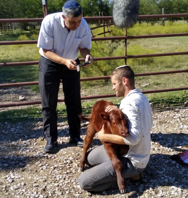 Five red heifers arrived in Israel on Sept. 15, 2022. (Photo: Boneh Israel)