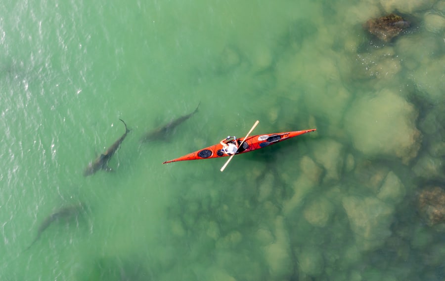 Vue de drone de kayaks naviguant dans des eaux peu profondes avec des requins venant sur le rivage en raison de l'eau chaude de la centrale "Hadera Lights", Hdera, Israël -APR 17 2021. (Photo : Shutterstock)
