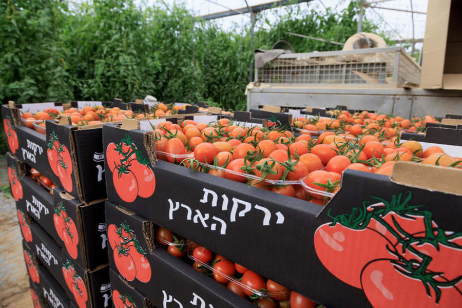Illustration of Israeli cherry tomatoes. (Photo: Moshe Shai/Flash90)