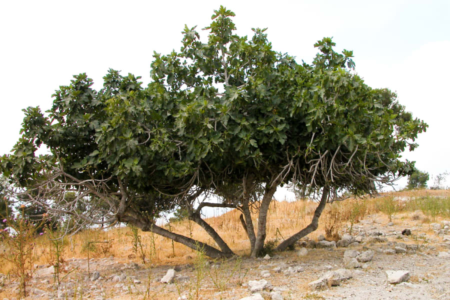 A fig tree in Israel (Photo: Todd Bolen/BiblePlaces.com)
