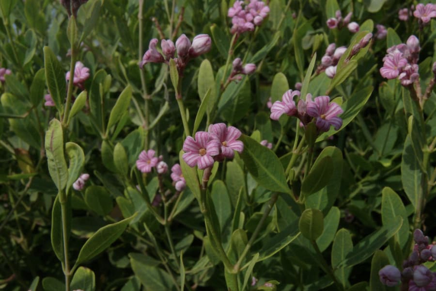 Spear-leaved dogbane (Photo: Israel Nature and Parks Authority)
