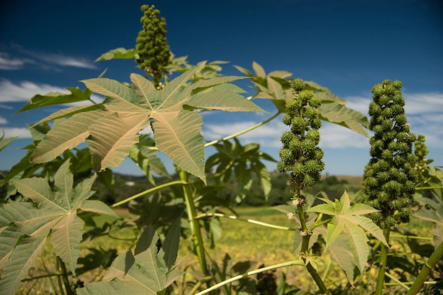 Castor oil plant (Photo: Shutterstock)
