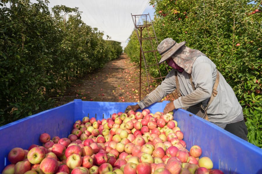Workers pick Pink Lady apples in Kibuutz Malkia, on the Israeli border with Lebanon, November 10, 2024. (Photo: Ayal Margolin/Flash90)
