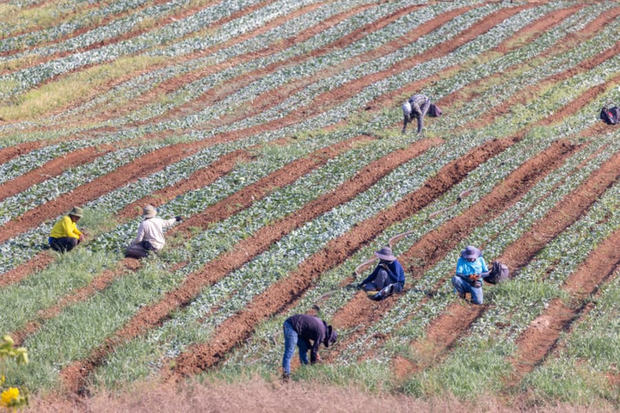 Foreign workers seen working in a field near Israel's Ben Gurion International Airport, August 14, 2025. (Photo: Yossi Aloni/Flash90)