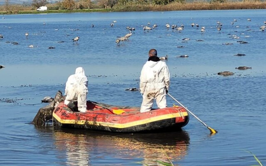 Removing the carcasses of wild cranes killed by avian flu at the Hula Lake Nature Reserve in northern Israel, Dec. 27. (Photo: Hadas Kahaner/Israel Nature and Parks Authority)
