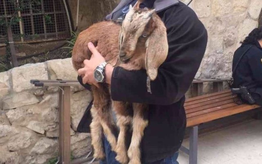Illustrative - A goat taken by police from a man who intended to sacrifice it for Passover in the Old City of Jerusalem, April 10, 2017. (Photo: Police spokesperson)