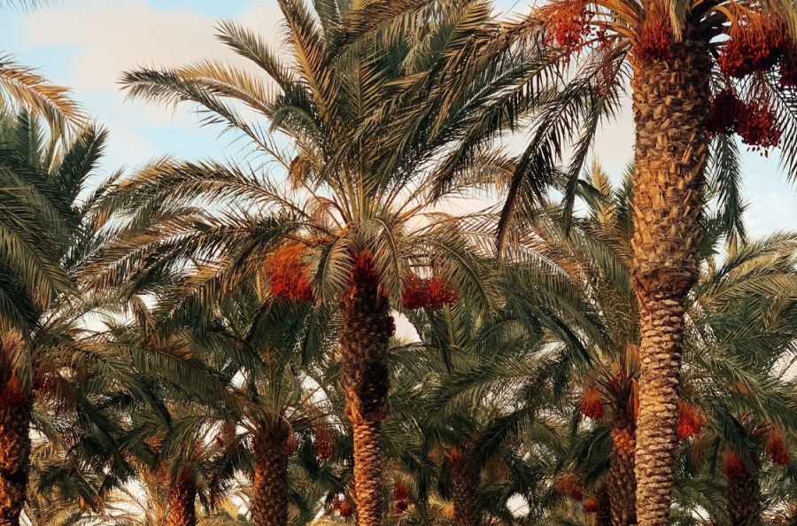 Illustrative - Date palms