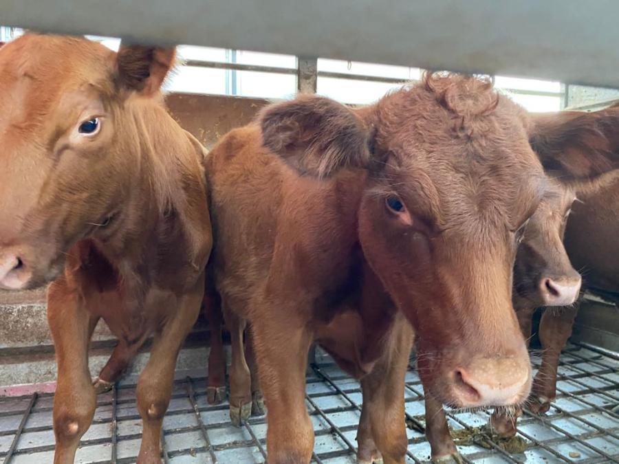 Does the arrival of five red heifers in Israel signal third temple, end