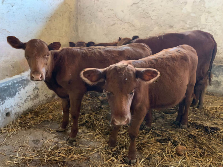 Five red heifers arrived in Israel on Sept. 15, 2022. (Photo: Boneh Israel)
