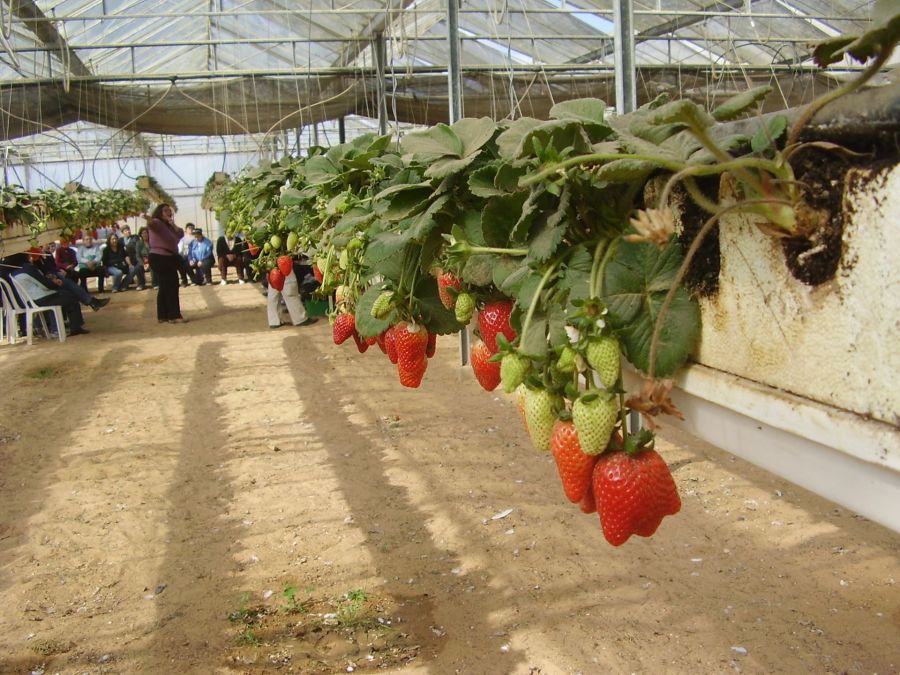 Strawberries at Moshav Talmei Yosef in the Negev (Photo: Wikimedia Commons)