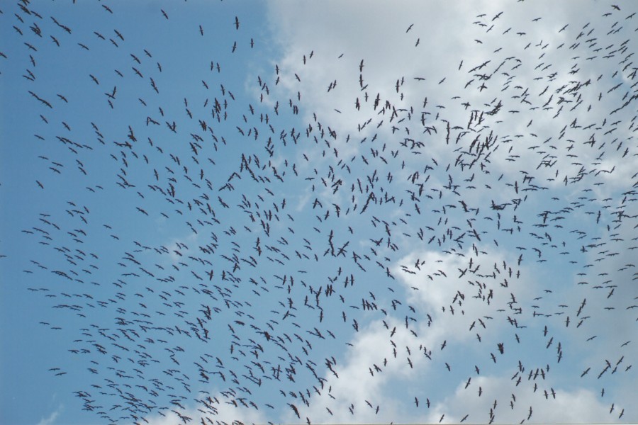 Migrating birds in Israel (Photo: Menachem Bar-Shalom