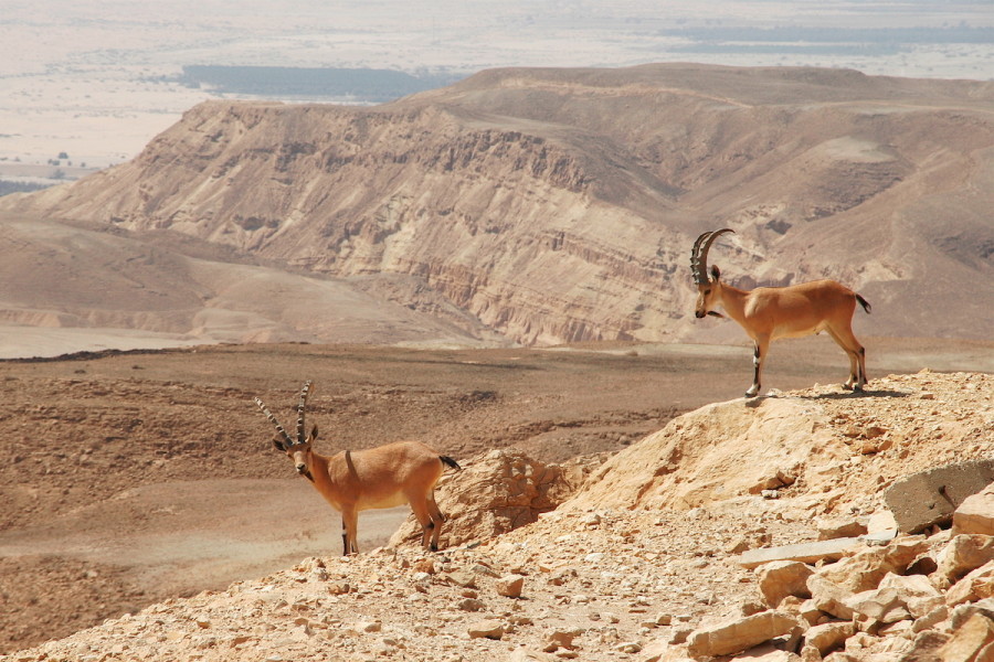 Illustrative - Two ibexes on the cliff at Ramon Crater in Negev Desert, southern Israel (Photo: Shutterstock)