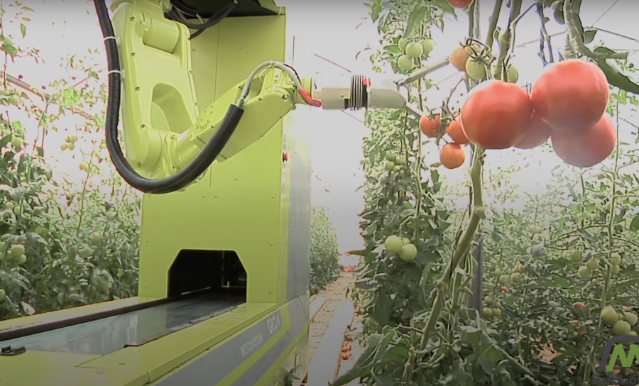 MetoMotion's greenhouse robotic tomato harvester (Photo: Screenshot)