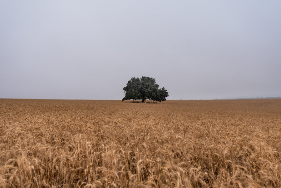 What is Shavuot – the Feast of Weeks? | All Israel News