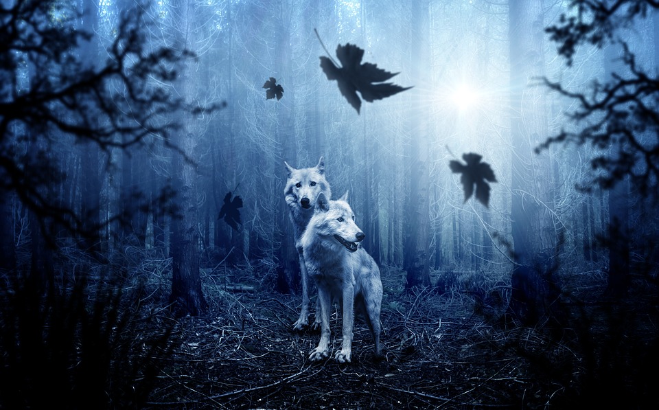 Anima