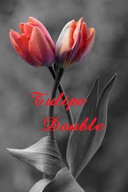 Tulipe Double