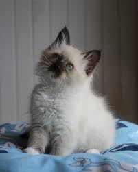 Aimez-moi comme je suis